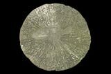 Pyrite Sun - Sparta, Illinois #137894-1